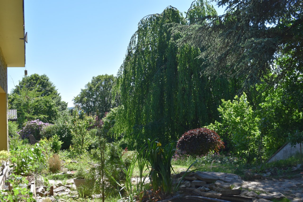 Blick in den Garten